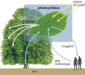 Principe de la photosynthèse - crédits : © Encyclopædia Britannica, Inc.
