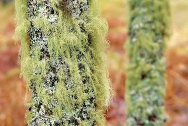 Lichen - crédits : © Niall Benvie/Nature Picture Library