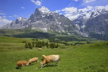 Pâturage dans les Alpes bernoises, Suisse - crédits : © JTB Photo/ UIG/ Getty Images
