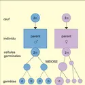 Reproduction sexuée - crédits : Encyclopædia Universalis France