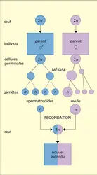 Reproduction sexuée - crédits : Encyclopædia Universalis France