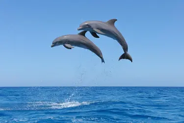 Dauphins - crédits : © Martin Ruegner/ Stone/ Getty Images