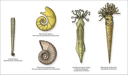 Céphalopodes du Paléozoïque - crédits : Encyclopædia Universalis France