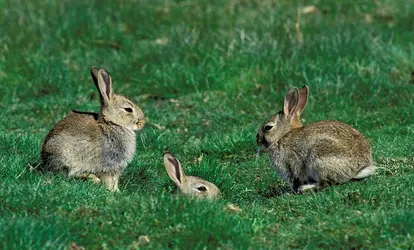 Lapins - crédits : © Terry Andrewartha/ Nature Picture Library