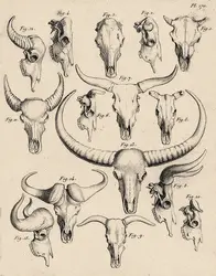 Cornes de bovidés - crédits : Coll. Eric Buffetaut